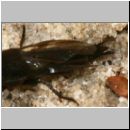 Quedius sp - Kurzfluegler 01c 11mm.jpg